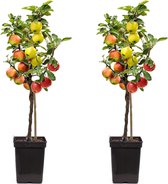 Plant in a Box - TRIO Appelboom - Set van 2 - Malus - 3 verschillende appels aan 1 boom - Pot 17cm - Hoogte 60-70cm
