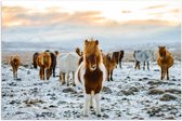 Poster Glanzend – Verschillende Kleuren IJslander Paarden in Besneeuwd Landschap - 120x80 cm Foto op Posterpapier met Glanzende Afwerking