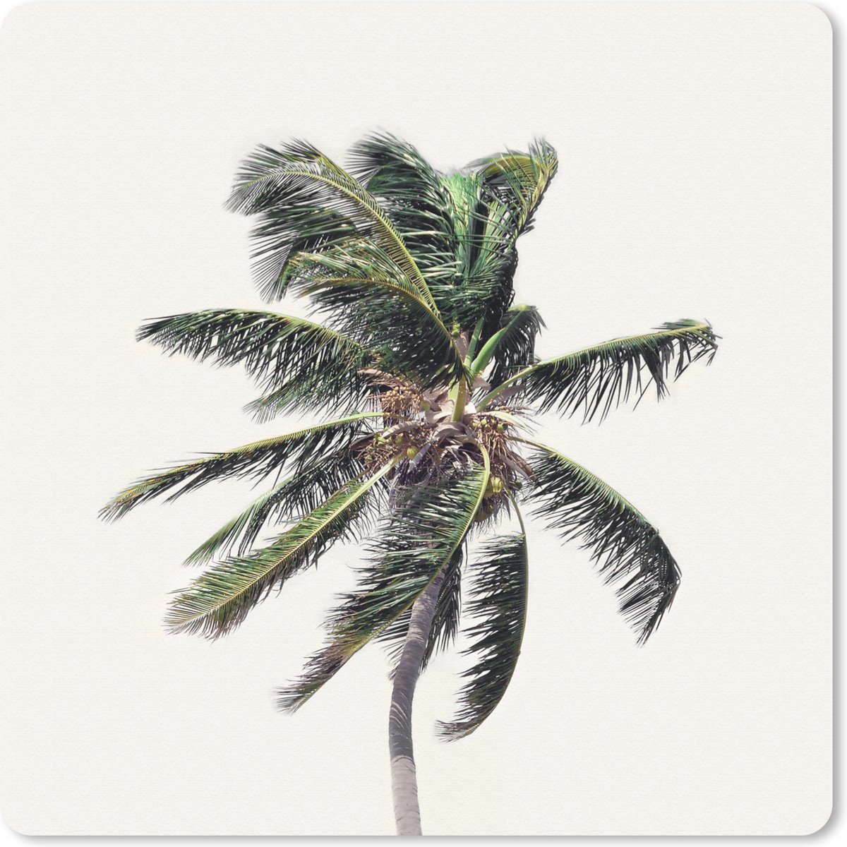 Muismat 30x30 cm - Mousepad Palmboom - Groen - Natuur - Bladeren - Muismatten