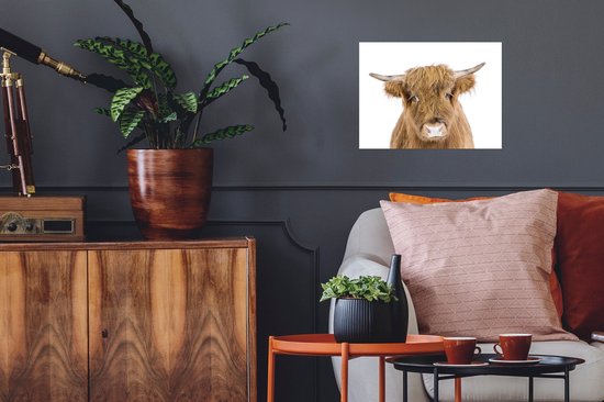 Highlander écossais - Animaux - Marron - Nature