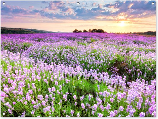 Affiche de jardin - Toile jardin - Affiches jardin extérieur - Fleurs - Lavande - Violet - Ciel - Coucher de soleil - Prairie - Nature - Posters de jardin cm - Jardin