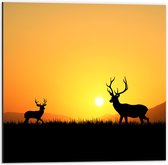 Dibond - Silhouet van Herten rennend door het Weiland bij Zonsondergang - 50x50 cm Foto op Aluminium (Met Ophangsysteem)