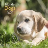 Honden - Dogs Kalender 2020 incl. jaarposter