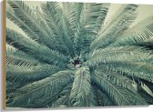 WallClassics - Hout - Bovenaanzicht van Groene Palmboom - 100x75 cm - 9 mm dik - Foto op Hout (Met Ophangsysteem)