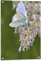 Tuinposter – Vlinder met Blauwkleurige Vleugels op Paarse Bloemen - 60x80 cm Foto op Tuinposter (wanddecoratie voor buiten en binnen)