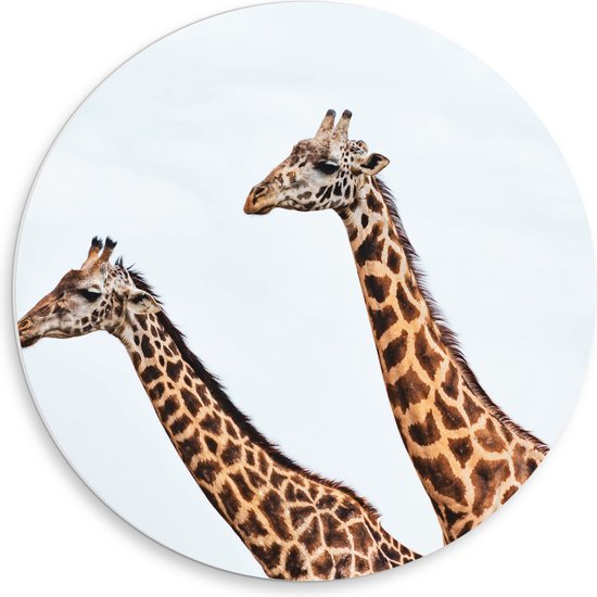 PVC Schuimplaat Muurcirkel - Zijaanzicht van Twee Giraffen - 50x50 cm Foto op Muurcirkel (met ophangsysteem)