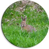 Dibond Muurcirkel - Wild Bruin Konijn in het Groene Gras - 40x40 cm Foto op Aluminium Muurcirkel (met ophangsysteem)