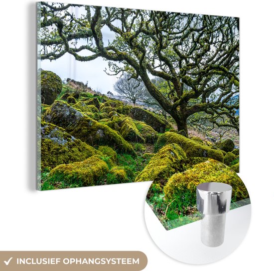 MuchoWow® Glasschilderij 90x60 cm - Schilderij acrylglas - Bemoste boom in het Nationaal park Dartmoor in Engeland - Foto op glas - Schilderijen