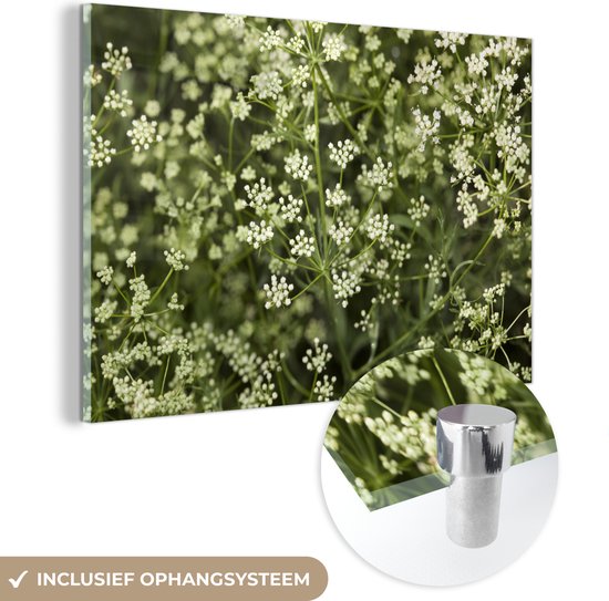 MuchoWow® Glasschilderij 120x80 cm - Schilderij acrylglas - Wilde anijs planten in de natuur met de witte kleuren - Foto op glas - Schilderijen