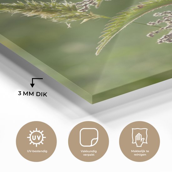 Une ortie en fleur Plexiglas 20x30 cm - petit - Tirage photo sur Glas (décoration murale en plexiglas)