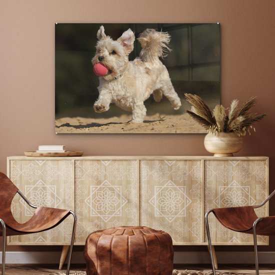 Un chien maltais avec une boule rouge en plexiglas 120x80 cm - Tirage photo sur Glas (décoration murale en plexiglas)