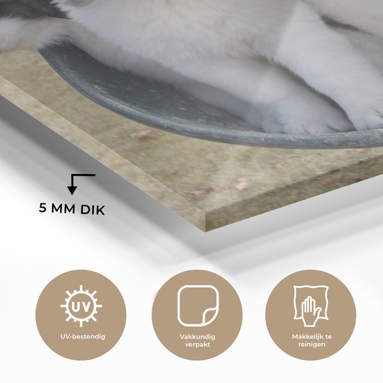 Peinture sur verre - Brouette avec chiots Saint Bernard - 90x60 cm - Peintures sur Verre Peintures - Photo sur Glas