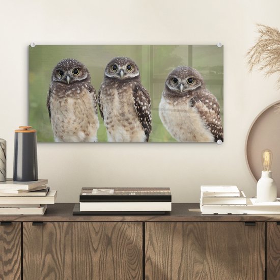 MuchoWow® Peinture sur verre 40x20 cm - Peinture sur verre acrylique - Trois chouettes des cavernes - Photo sur verre - Peintures