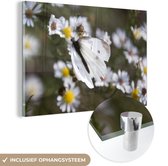 MuchoWow® Glasschilderij 120x80 cm - Schilderij acrylglas - Koolwitje vlinder met madeliefjes - Foto op glas - Schilderijen