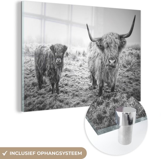 MuchoWow® Glasschilderij 120x80 cm - Schilderij acrylglas - Ondergesneeuwde Schotse hooglanders - zwart wit - Foto op glas - Schilderijen
