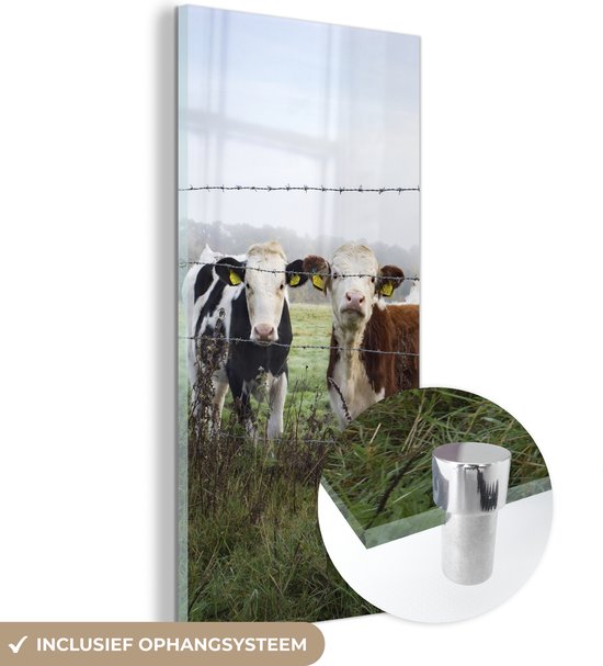 MuchoWow® Peinture sur Verre - Vaches - Fil de Fer Barbelé - Herbe - Animaux - 80x160 cm - Peintures sur Verre Acrylique - Photo sur Glas