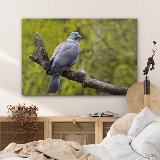 Photo d'un pigeon ramier dans un enclos animalier Plexiglas 90x60 cm - Tirage photo sur Glas (décoration murale plexiglas)