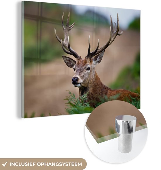 Peinture sur Verre - Cerf - Fougères - Nature - 80x60 cm - Peintures sur Verre Peintures - Photo sur Glas