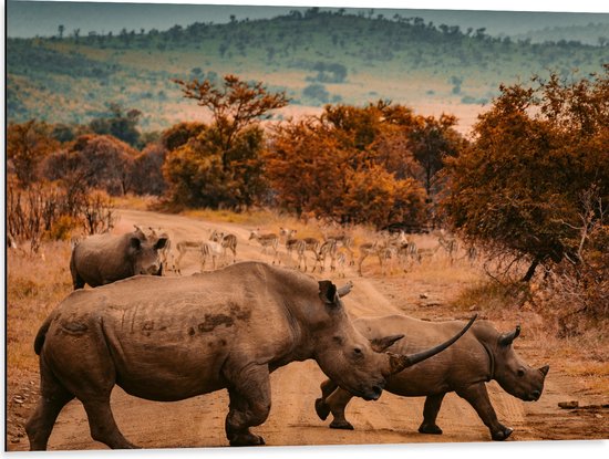 Dibond - Overstekende Groep Neushorens met Antilopes in Afrika - 80x60 cm Foto op Aluminium (Met Ophangsysteem)