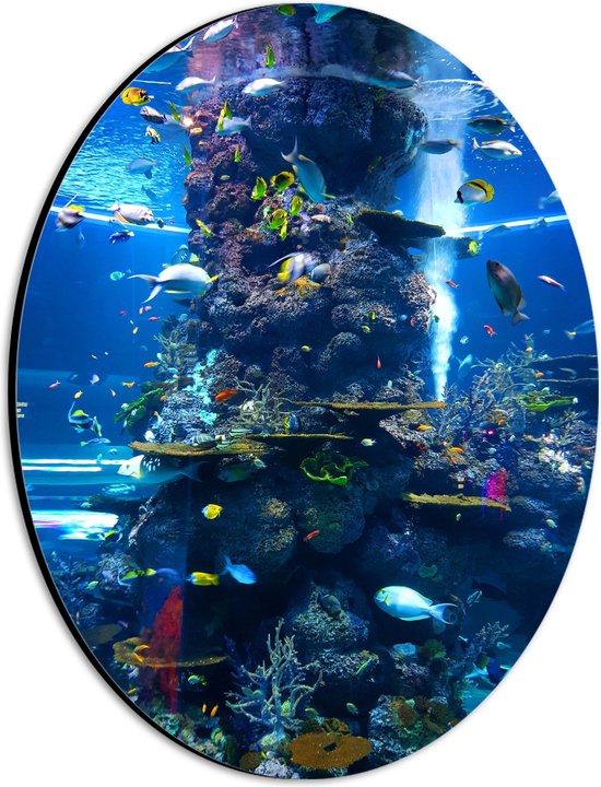 Dibond Ovaal - Verschillende Soorten Vissen Zwemmend Rond Koraal - 21x28 cm Foto op Ovaal (Met Ophangsysteem)