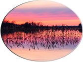 Dibond Ovaal - Rozekleurige Lucht boven Meer met Waterplanten - 40x30 cm Foto op Ovaal (Met Ophangsysteem)