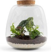 Pokon Terrarium Groene Planten Pakket incl. LED – 26 cm