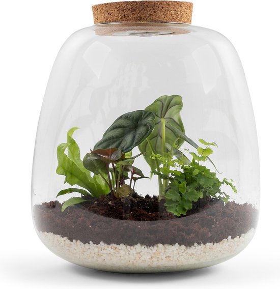 Foto: Pokon terrarium groene planten pakket incl led 26 cm