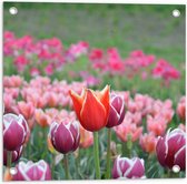 Tuinposter – Veld Vol Bloeiende Tulpen in Verschillende Kleuren Roze - 50x50 cm Foto op Tuinposter (wanddecoratie voor buiten en binnen)