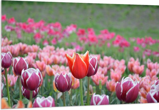 Acrylglas - Veld Vol Bloeiende Tulpen in Verschillende Kleuren Roze - 150x100 cm Foto op Acrylglas (Met Ophangsysteem)