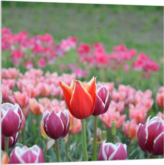 Acrylglas - Veld Vol Bloeiende Tulpen in Verschillende Kleuren Roze - 100x100 cm Foto op Acrylglas (Met Ophangsysteem)