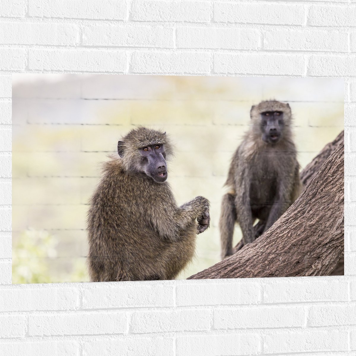 Muursticker - Twee Aankijkende Bavianen Apen op Boomstam - 90x60 cm Foto op Muursticker
