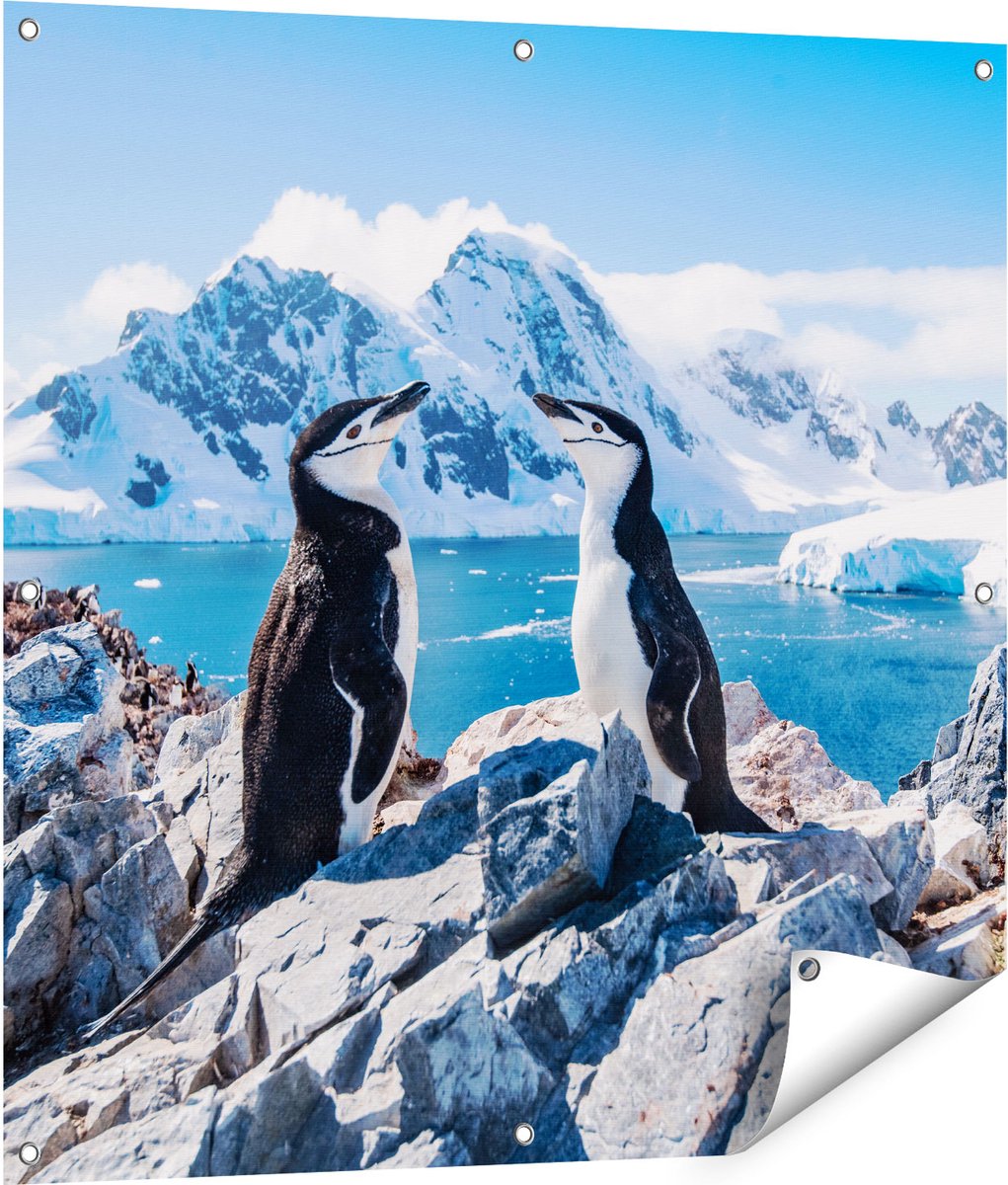 Gards Tuinposter Twee Pingu�ns op Stenen in Antarctica - 90x90 cm - Tuindoek - Tuindecoratie - Wanddecoratie buiten - Tuinschilderij Multikleur