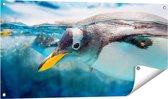 Gards Tuinposter Pingu�n Zwemt onder Water - 100x50 cm - Tuindoek - Tuindecoratie - Wanddecoratie buiten - Tuinschilderij