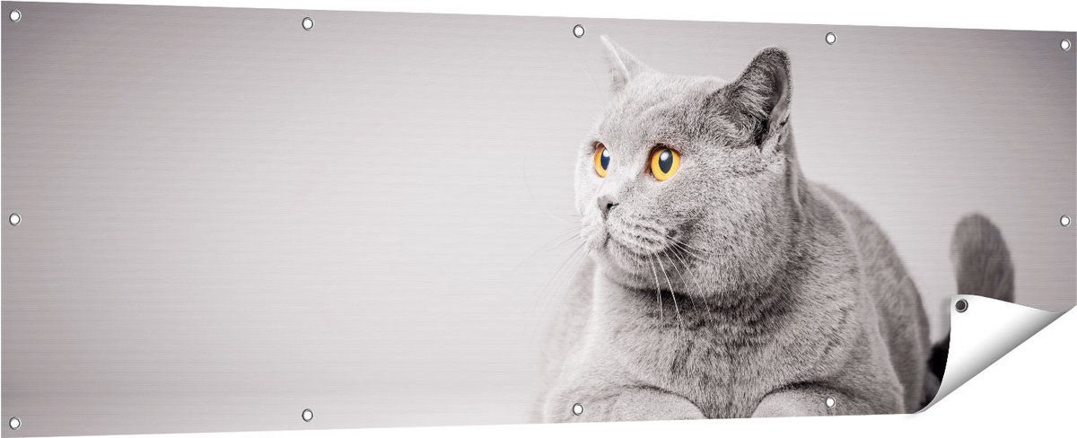 Gards Tuinposter Grijze Kat met Oranje Ogen - 180x60 cm - Tuindoek - Tuindecoratie - Wanddecoratie buiten - Tuinschilderij Multikleur