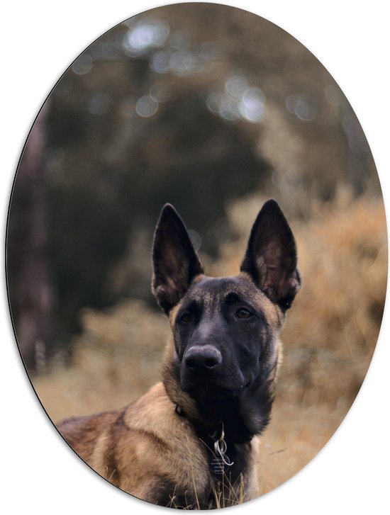 Dibond Ovaal - Opkijkende Politie Hond in het Hoge Droge Gras - 72x96 cm Foto op Ovaal (Met Ophangsysteem)