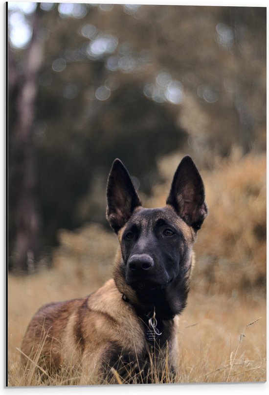 Dibond - Opkijkende Politie Hond in het Hoge Droge Gras - 40x60 cm Foto op Aluminium (Wanddecoratie van metaal)