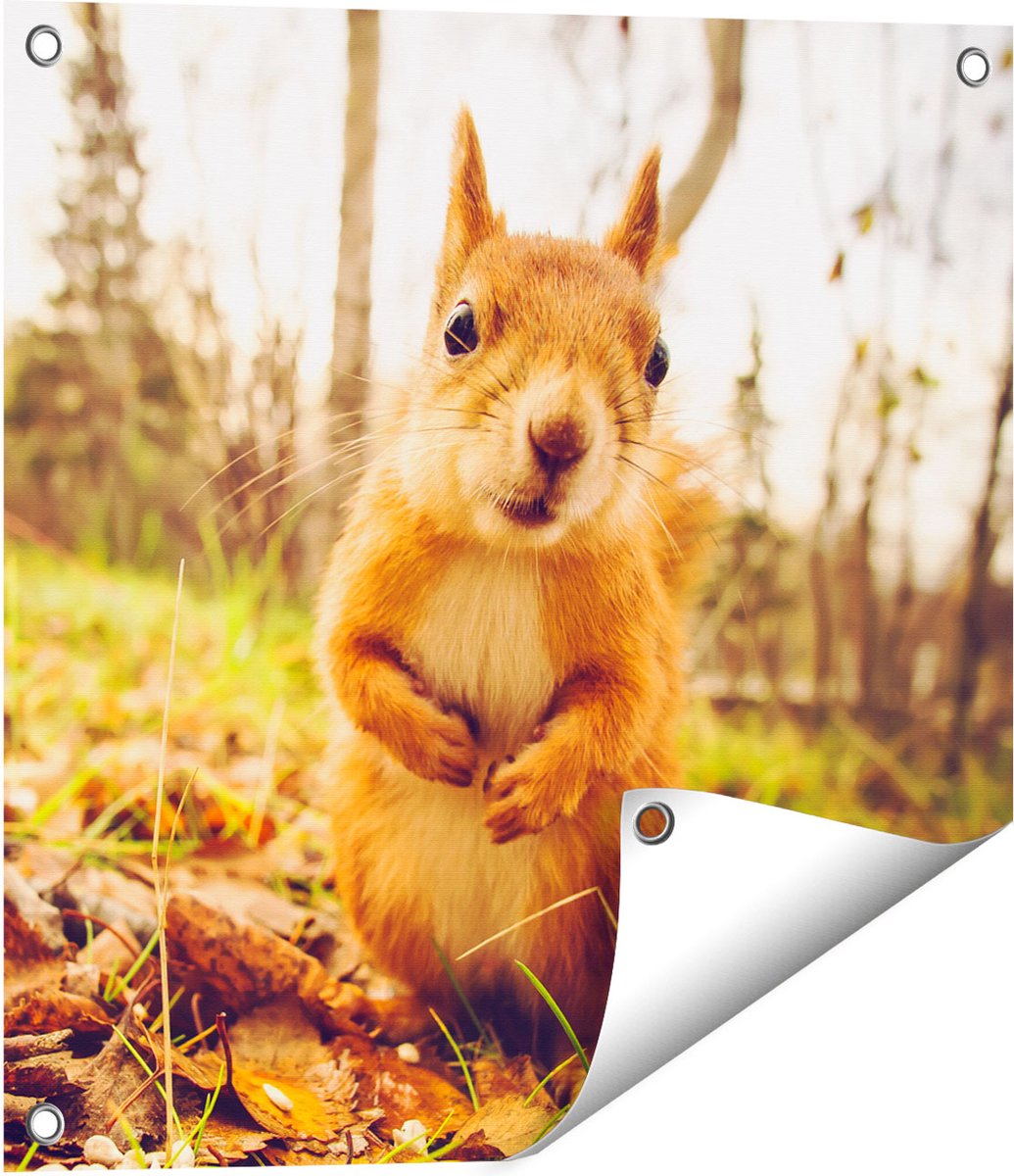 Gards Tuinposter Eekhoorn in het Bos tijdens de Herfst - 50x50 cm - Tuindoek - Tuindecoratie - Wanddecoratie buiten - Tuinschilderij Multikleur