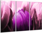 GroepArt - Schilderij -  Tulp - Paars, Wit, Zwart - 120x80cm 3Luik - 6000+ Schilderijen 0p Canvas Art Collectie