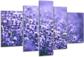 Glasschilderij Lavendel, Landelijk - Paars, Blauw - 170x100cm 5Luik - Foto Op Glas - Geen Acrylglas Schilderij - 6000+ Glasschilderijen Collectie - Wanddecoratie