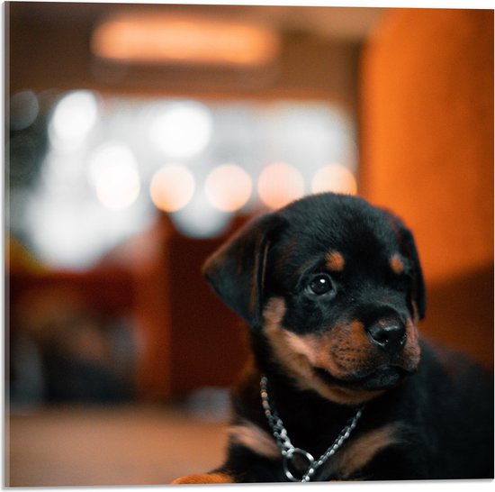 Acrylglas - Liggende Rottweiler Puppy met IJzeren Halsband - 50x50 cm Foto op Acrylglas (Met Ophangsysteem)