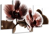 GroepArt - Schilderij -  Orchidee - Bruin, Wit - 160x90cm 4Luik - Schilderij Op Canvas - Foto Op Canvas