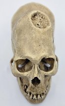 Preparatenshop replica cast schedel Peruviaanse man
