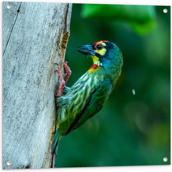 Tuinposter – Groene Kopersmid Vogel tegen Boomstam in de Groene Natuur - 80x80 cm Foto op Tuinposter (wanddecoratie voor buiten en binnen)