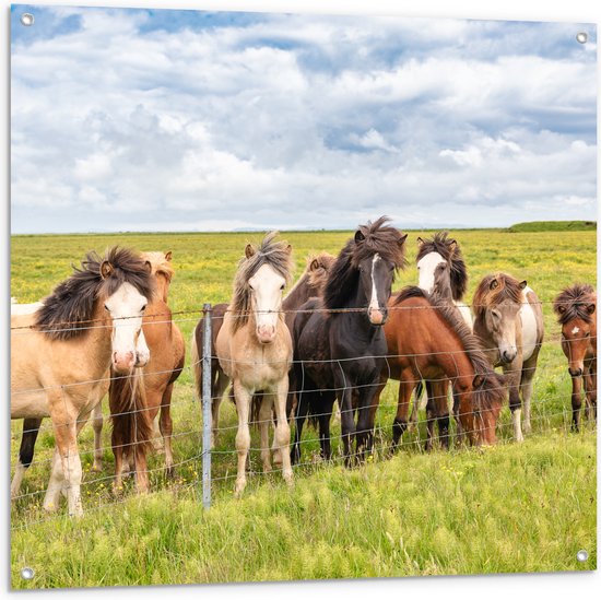 Tuinposter – Kudde IJslander Paarden in Groene Wei onder Schapenwolken - 100x100 cm Foto op Tuinposter (wanddecoratie voor buiten en binnen)
