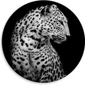 Dibond Muurcirkel - Opzijkijkend Luipaard in het Zwart- wit tegen Zwarte Achtergrond - 50x50 cm Foto op Aluminium Muurcirkel (met ophangsysteem)