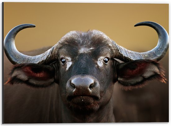 Dibond - Portret van Kop van Buffalo met Krulvormige Horens - 40x30 cm Foto op Aluminium (Met Ophangsysteem)