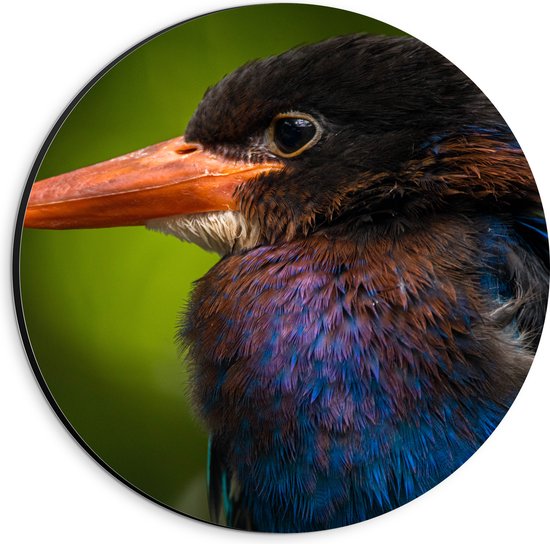 Dibond Muurcirkel - Opzijkijkende IJsvogel en Kleurrijke Veren - 20x20 cm Foto op Aluminium Muurcirkel (met ophangsysteem)