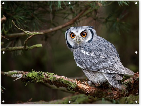 Tuinposter - Tuindoek - Tuinposters buiten - Uil - Vogel - Takken - Natuur - 120x90 cm - Tuin