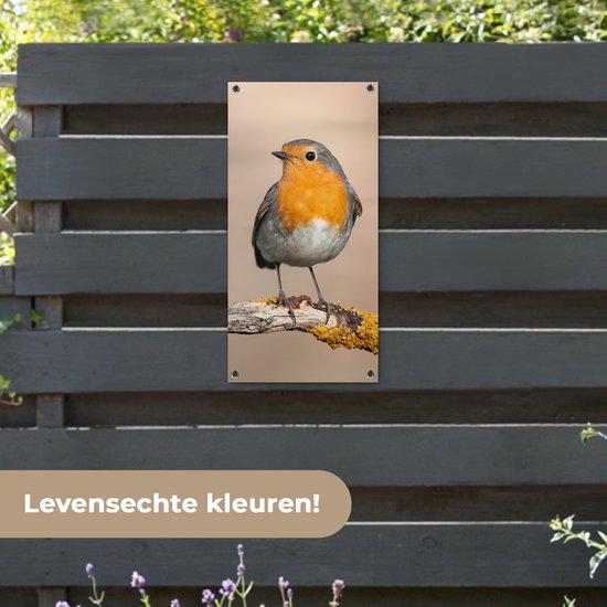 Tuinposter roodborstje op een donkergrijze schutting met tekst "Levensechte kleuren!".