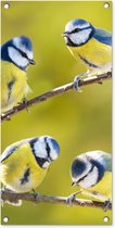 Tuinposter vogels - Tuindecoratie pimpelmees - 40x80 cm - Wanddecoratie voor buiten - Schutting decoratie natuur - Buitenposter - Schuttingdoek - Tuindoeken - Tuinversiering - Tuin doek - Balkon poster